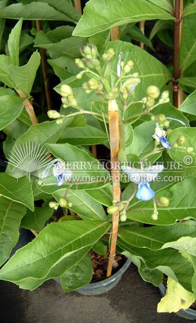 Clerodendron spp_2